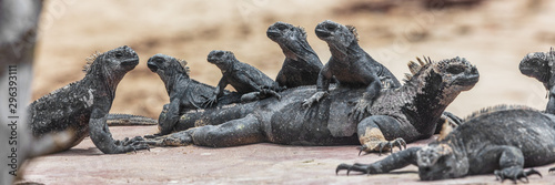 Galapagos funny animals - Marine Iguana with many marine iguanas on top of each other. Cute Amazing wildlife animals on Galapagos Islands  Ecuador.