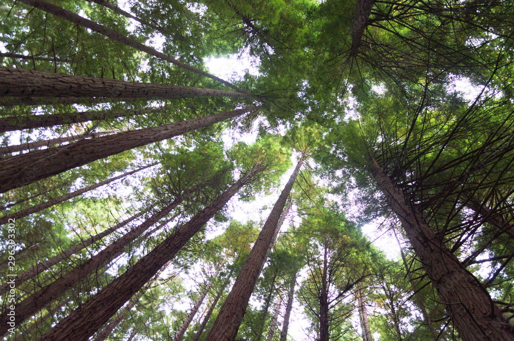 Fototapeta premium Redwoods in a forest of Cantabria, Spain 