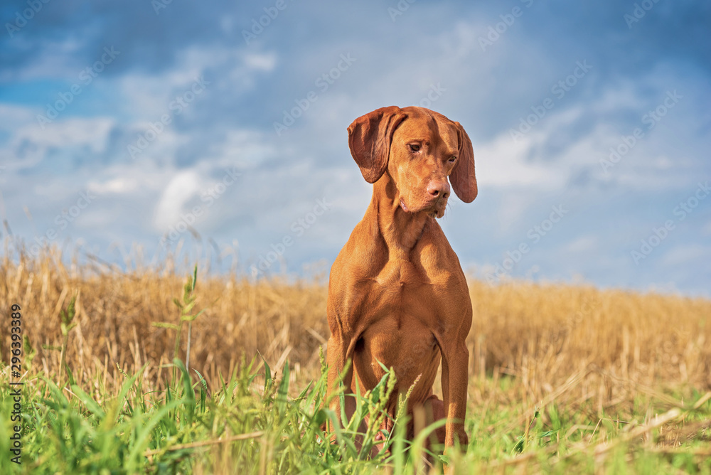 Hungarian hunting dog magyar vizsla is sitting on a wheat field.