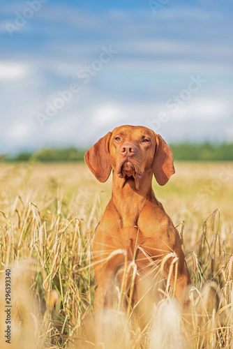 Hungarian hunting dog magyar vizsla is sitting on a wheat field.