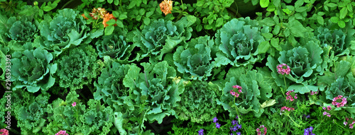 green garden in the summer time