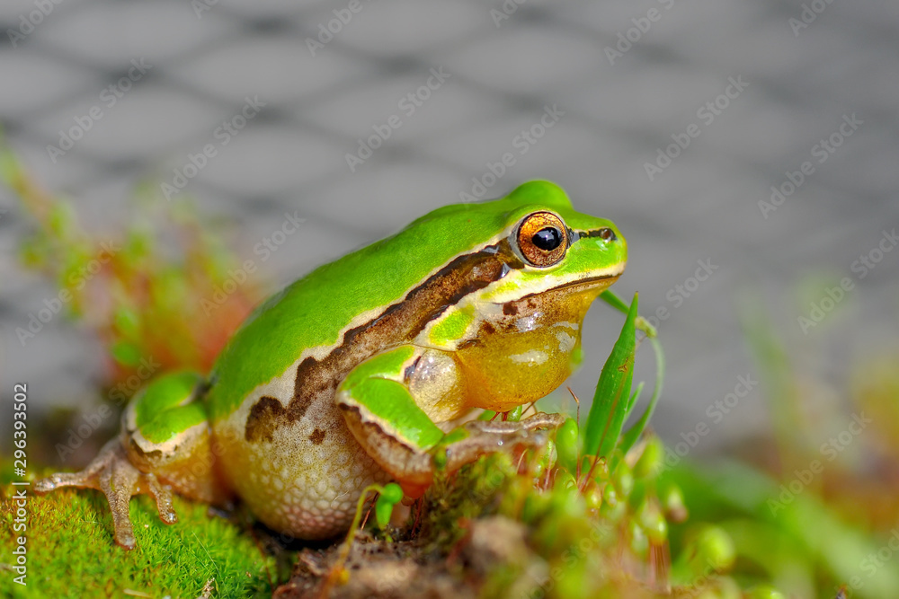Beautiful Europaean Tree frog Hyla arborea - Stock Image Beautiful Europaean Tree frog Hyla arborea - Stock Image