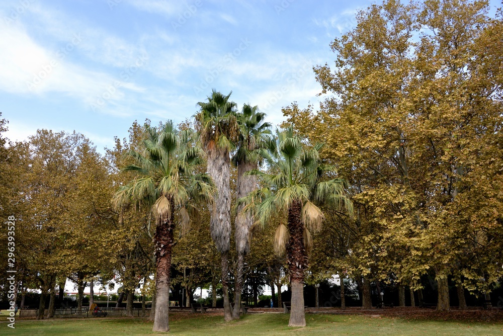 arbre du sud