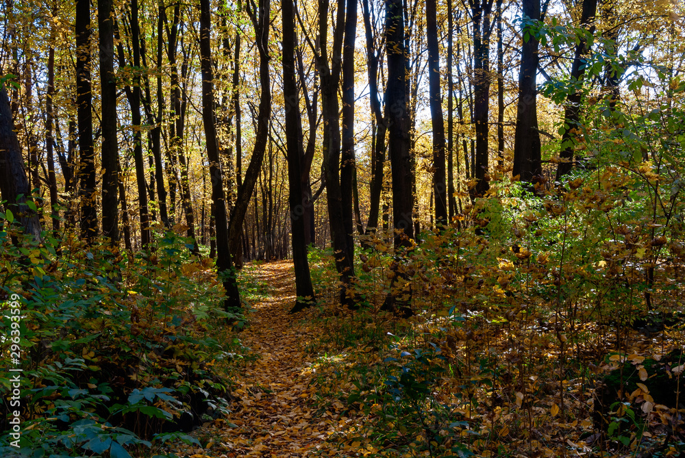Fototapeta premium Rezerwat Las Zwierzyniecki w Białymstoku, Podlasie, Polska