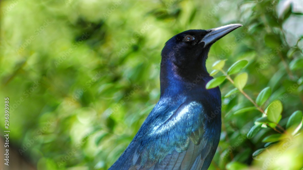 Obraz premium oiseaux des everglades
