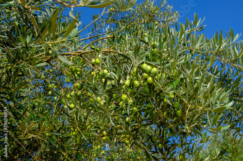 Green olives in the tree close to the harvest time