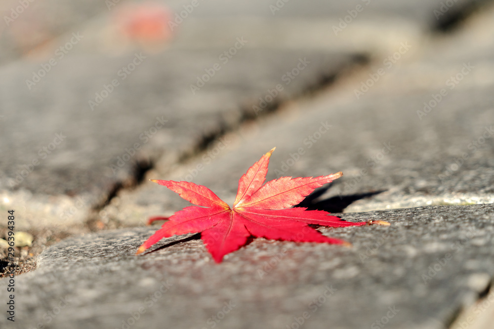 Red autumn fall leaf on sidewalk in city Red autumn fall leaf on sidewalk in city