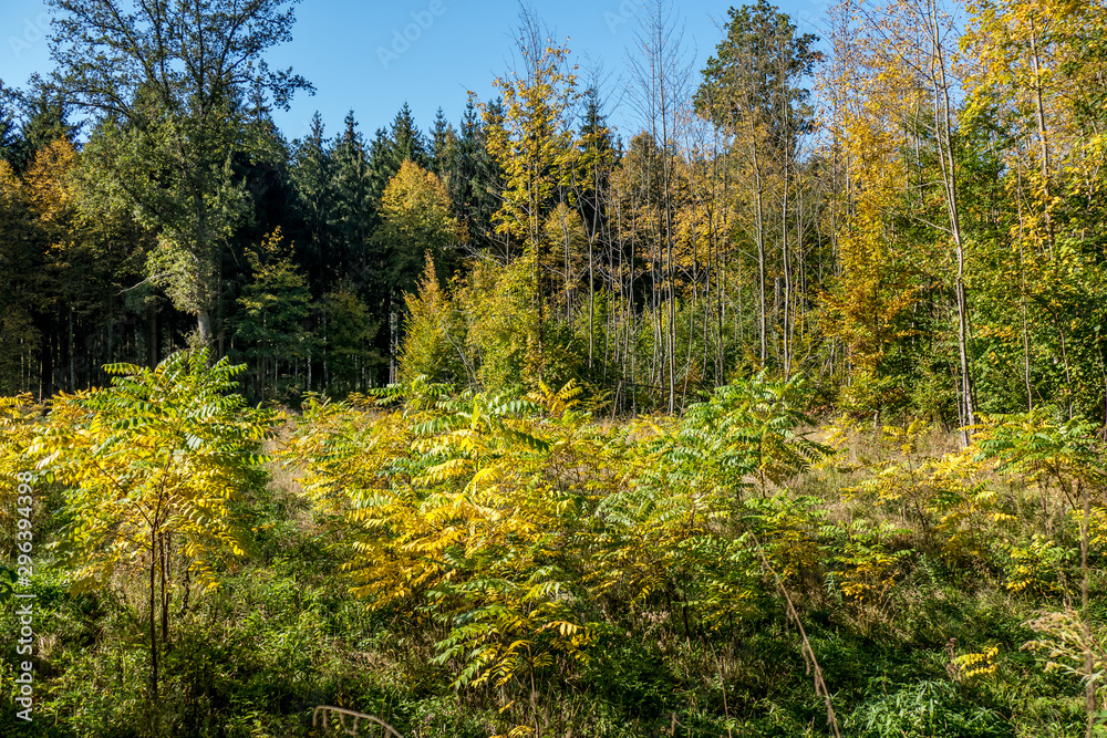 Wiederaufforstung im Wald Wiederaufforstung im Wald