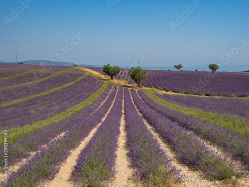 France, august 2019: Provence, Lavender fields on the Plateau of Valensole.