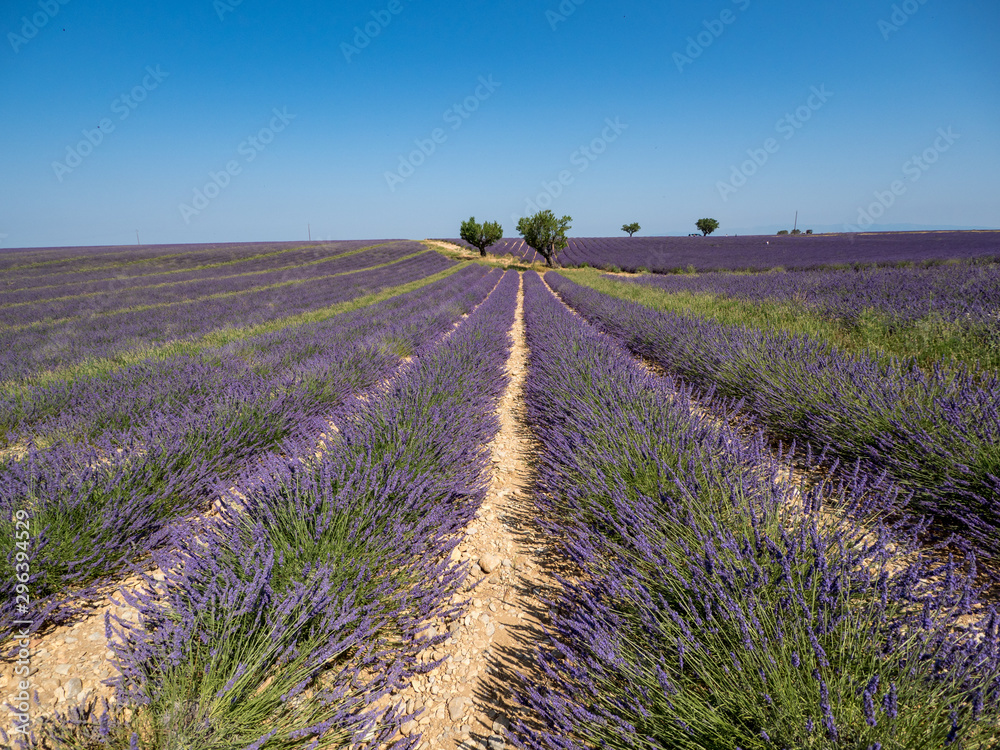 Fototapeta premium France, august 2019: Provence, Lavender fields on the Plateau of Valensole.