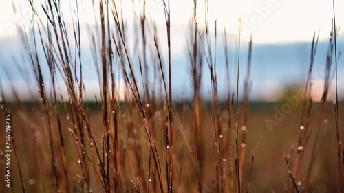 water droplets on prairie grasses