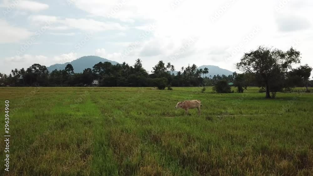 Cow stand at paddy field. Cow stand at paddy field.