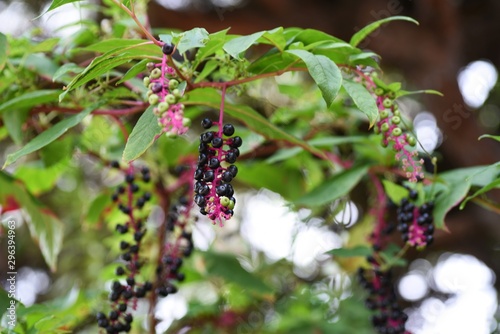 American pokeweed is a poisonous plant that contains alkaloids, saponins, and aglycones, but reddish purple juice is used as a dye.