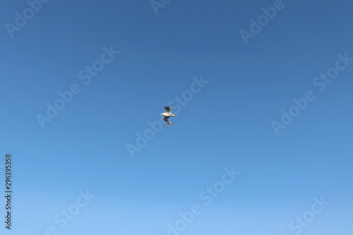 Seagull flying in the sky above the Baltic Sea in Estonia