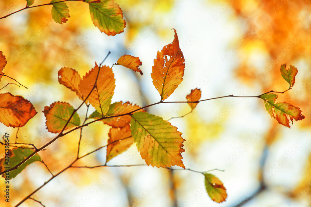 Fototapeta premium Goldener Herbst