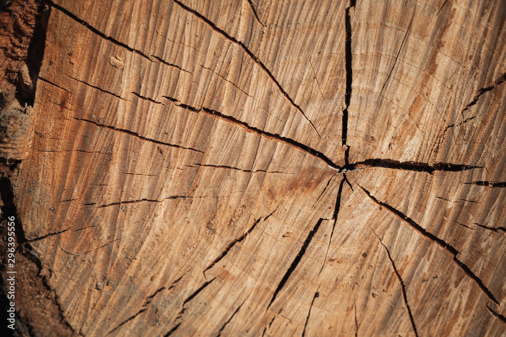 Fototapeta premium Brown wooden log section texture