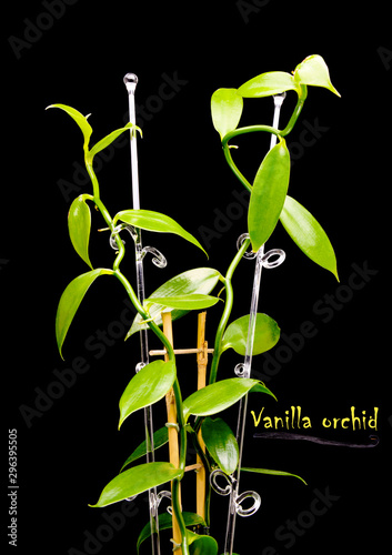 Vanilla orchid