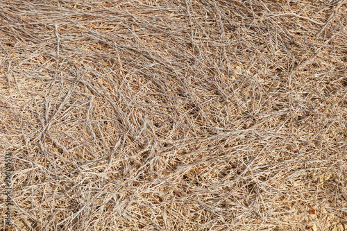 Dry grass ground, background photo