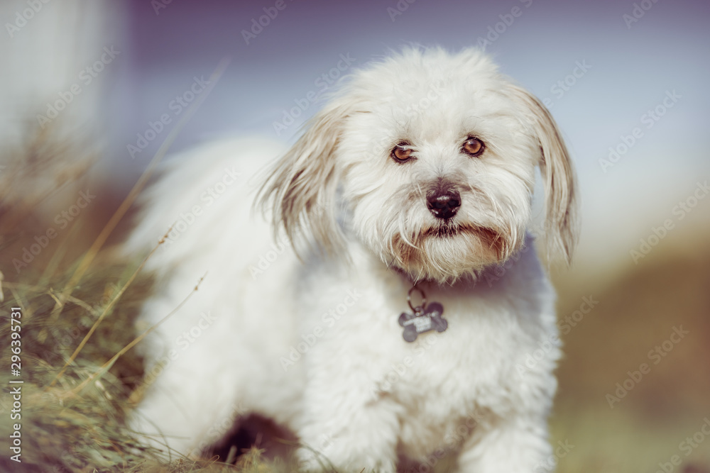 Coton de tulear Coton de tulear