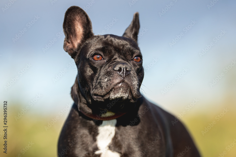 Fototapeta premium Portrait of a beautiful dog 