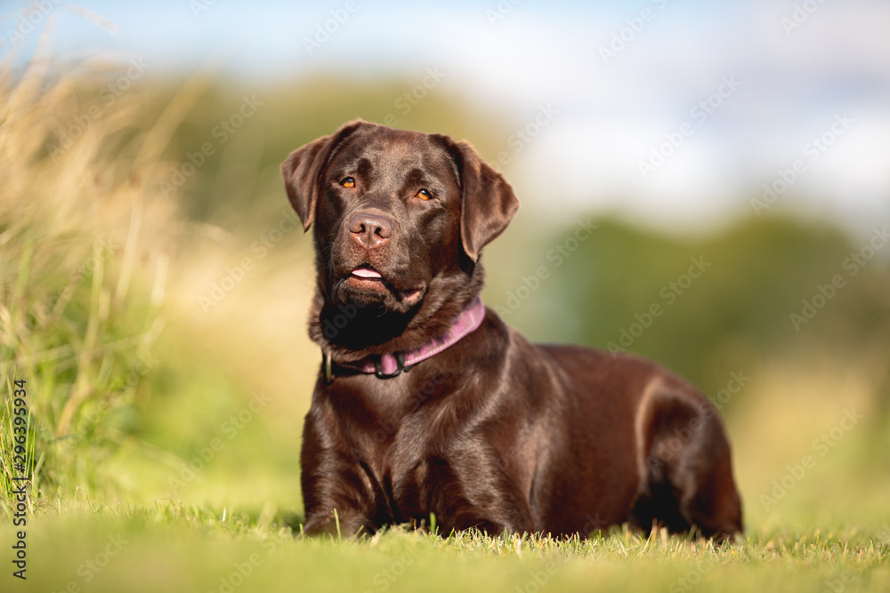 Portrait of a beautiful dog 