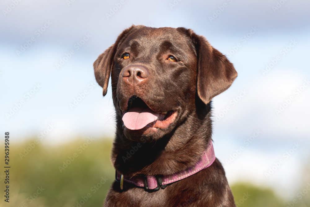 Portrait of a beautiful dog 