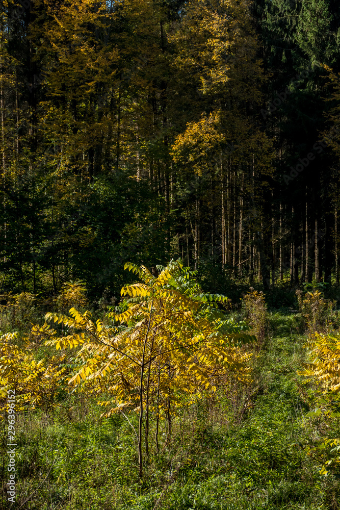 Obraz premium Wiederaufforstung im Wald