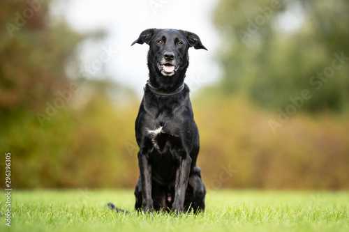 Wallpaper Mural Portrait of a beautiful dog  Torontodigital.ca