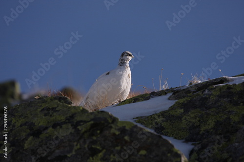 Schneehuhn photo