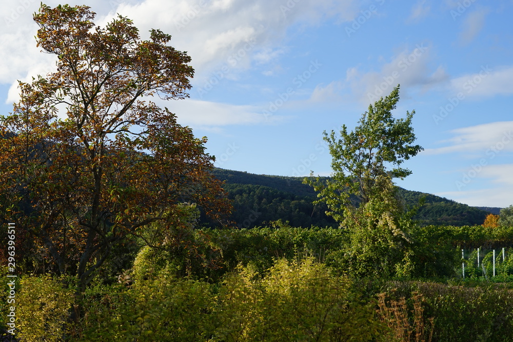 Sonnige Landschaft der Weinbergen von Edenkoben Sonnige Landschaft der Weinbergen von Edenkoben
