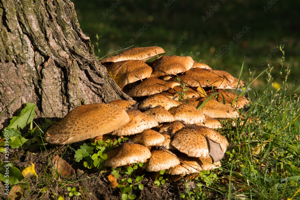 Pilze im herbstlichen Abendlicht Pilze im herbstlichen Abendlicht