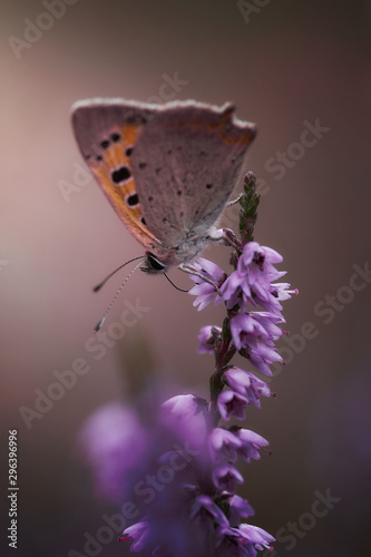 Schmetterling © Mike