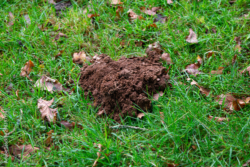 A molehill surrounded by autumn leaves