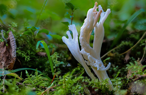 Der essbare Pilz Runzellige Koralle CLAVULINA RUGOSA auf Waldboden als detaillierte Aufnahme in hoher Tiefenschärfe photo