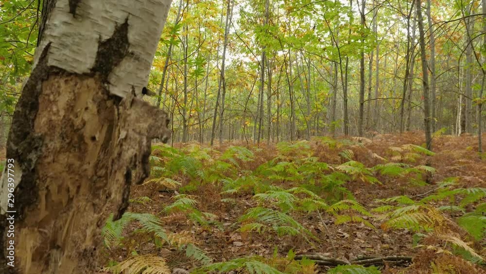 Forêt d'automne 