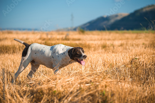 German short-haired dog hunting in the field