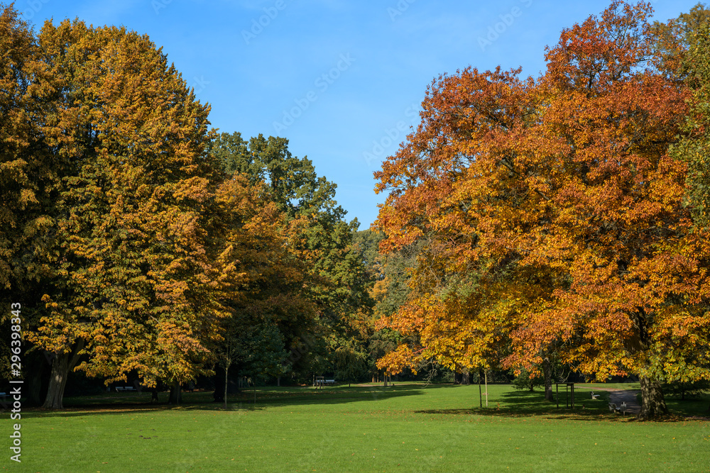 autumn colors on the trees with red and golden foliage in a park, beautiful seasonal landscape, blue sky