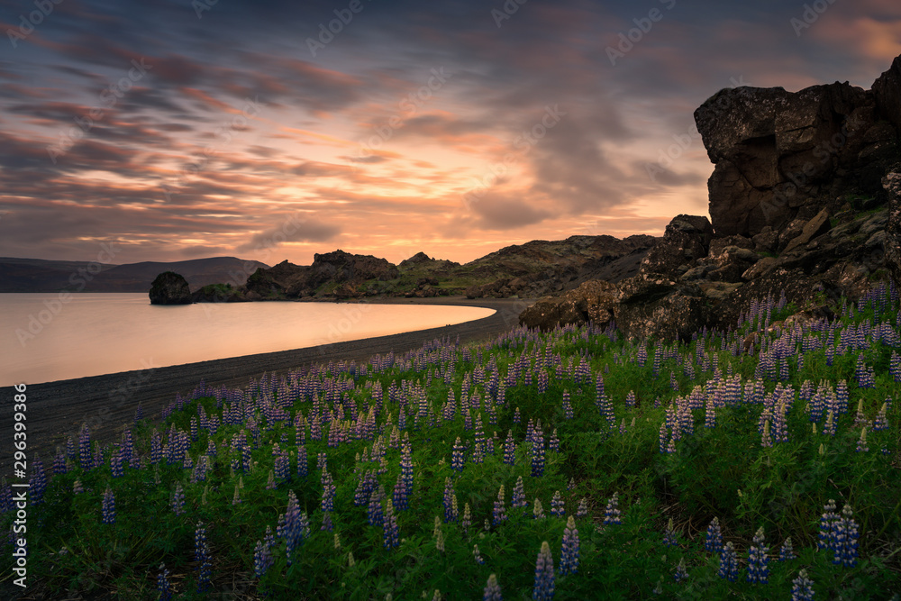 Field of lupine at sunset near Kleifarvatn lake