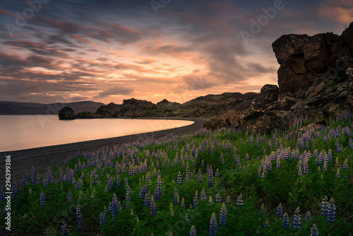 Obraz na płótnie Field of lupine at sunset near Kleifarvatn lake w salonie
