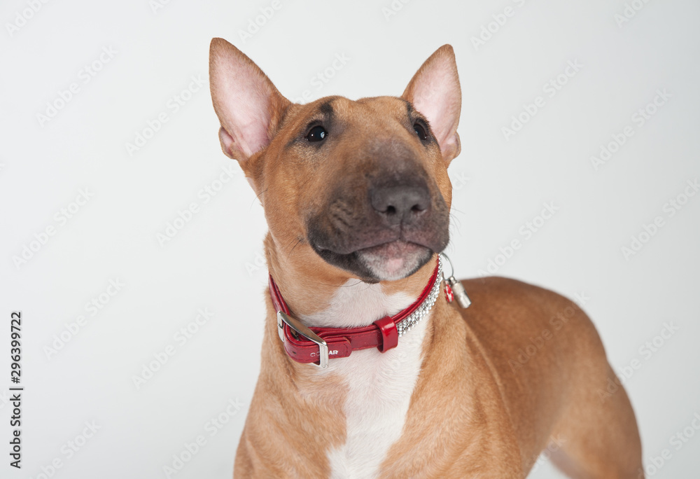 Young red-haired bull terrier isolated on white