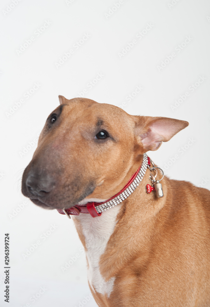 Young red-haired bull terrier isolated on white