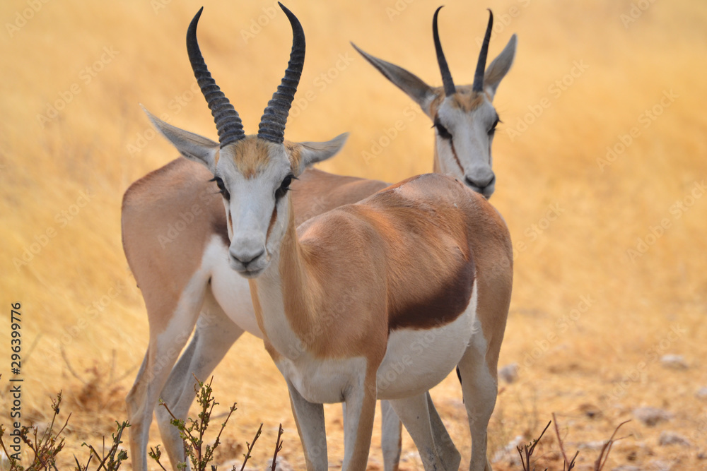 Springboks in the savanna in Etosha Park Namibia Springboks in the savanna in Etosha Park Namibia