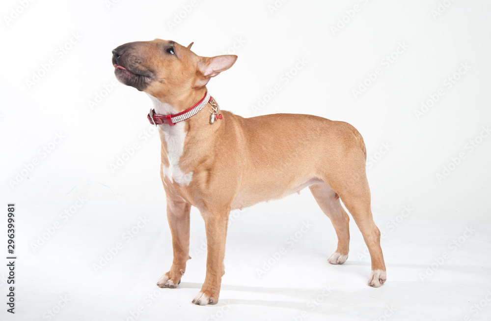 Young red-haired bull terrier isolated on white