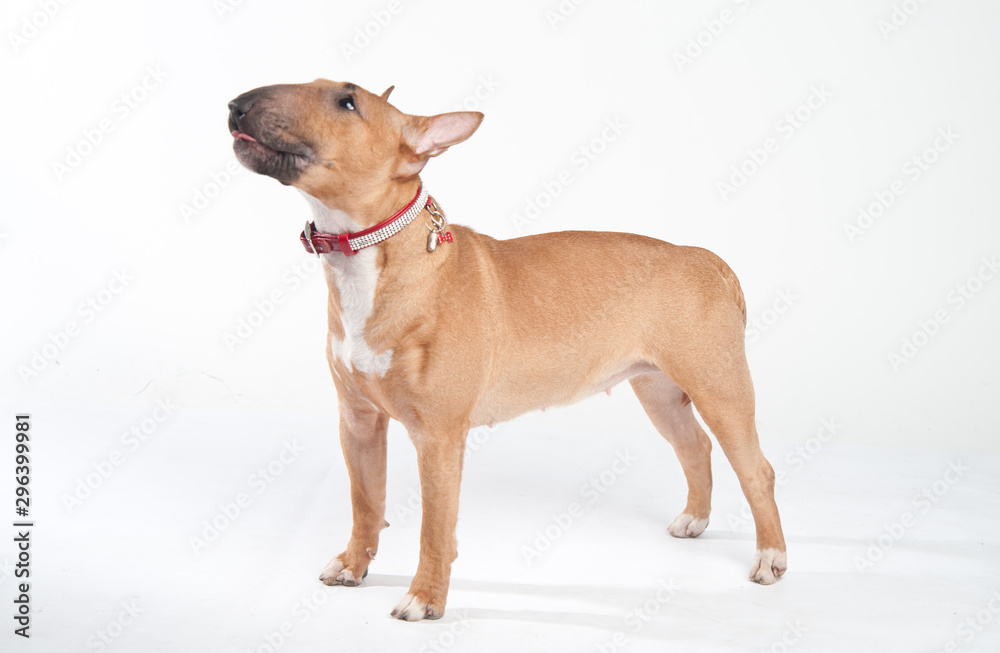 Young red-haired bull terrier isolated on white Young red-haired bull terrier isolated on white