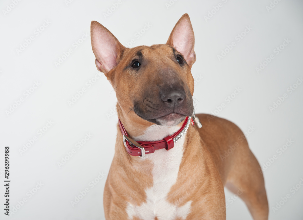 Young red-haired bull terrier isolated on white
