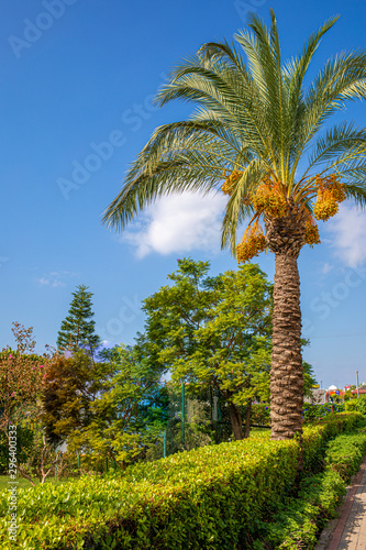 Obraz na plátně a gorgeous date palm with orange dates stands in beautiful weather before a blue
