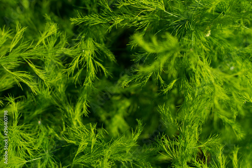 Floral background of asparagus leaves