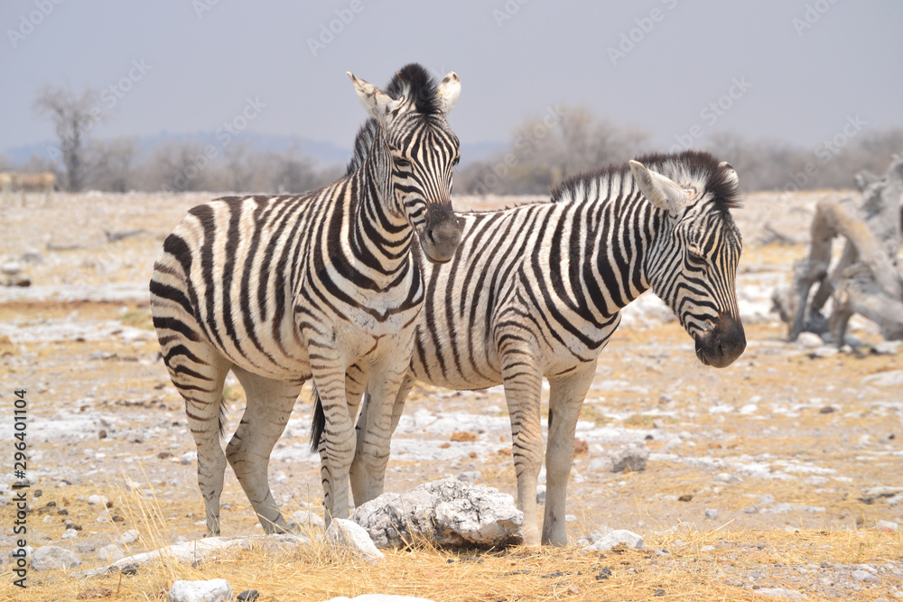 Two zebras in Etosha National Park Namibia Two zebras in Etosha National Park Namibia