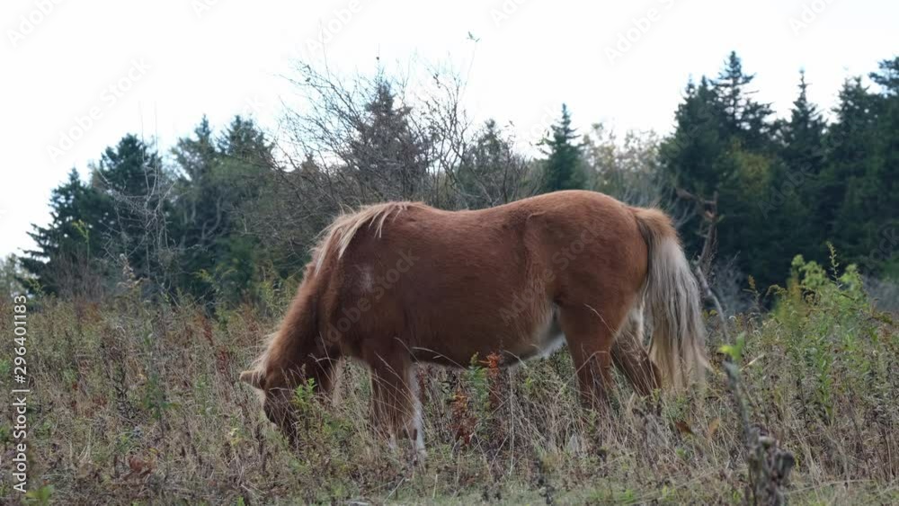 brown and white wild pony grazes in a golden evening meadow just before sunset in the mountains of Grayson Highlands State Park, Virginia USA brown and white wild pony grazes in a golden evening meadow just before sunset in the mountains of Grayson Highlands State Park, Virginia USA