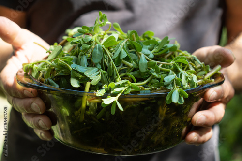 Fresh pursley in a bowl held by male hands